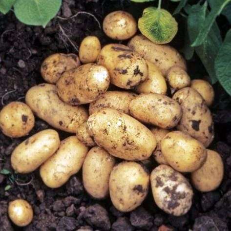 Variété de pommes de terre Adretta