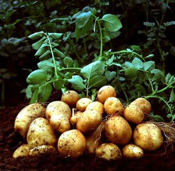 Premières variétés de pommes de terre