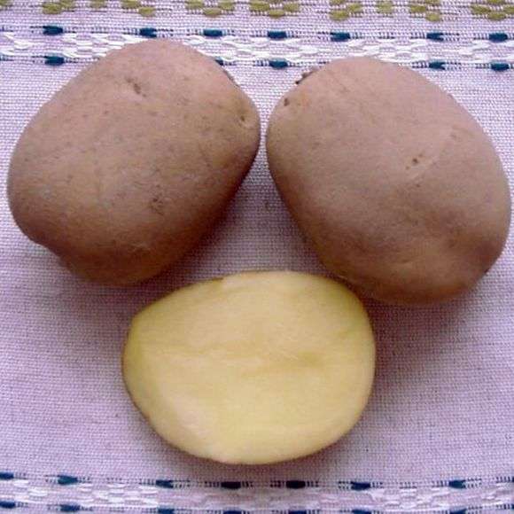 Variété de pommes de terre Uladar