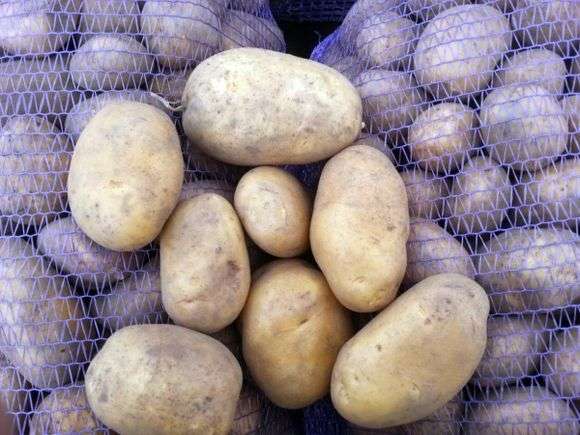 Variété de pommes de terre Uladar