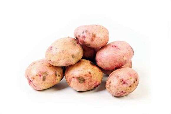 Variété de pommes de terre Joukovski