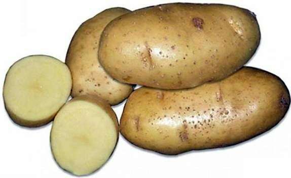 Variété de pommes de terre Breeze
