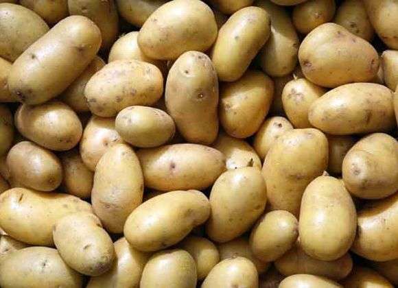 Variété de pommes de terre Belorusskiy