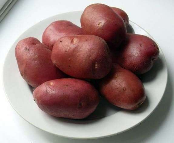 Variété de pommes de terre Rocco