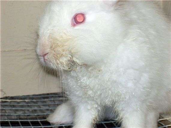Maladies infectieuses des lapins