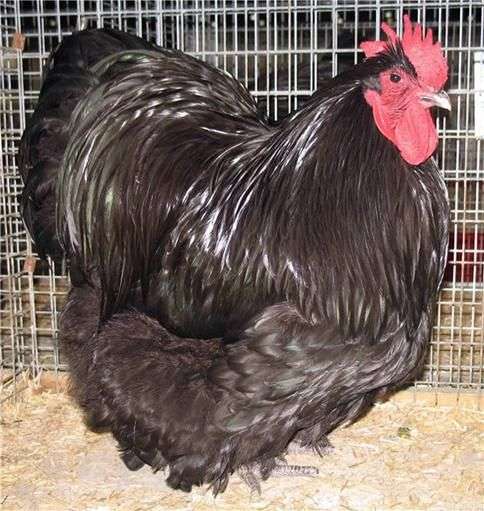 Le poulet dOrlington