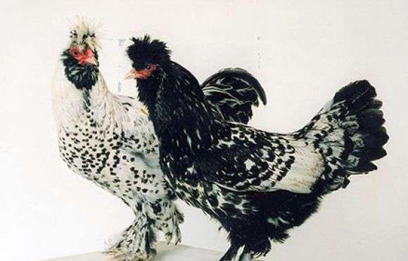 Pavlovskaya race de poulets