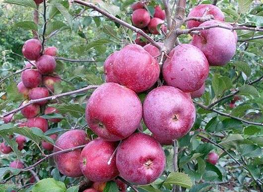 Variété de pommes Florina