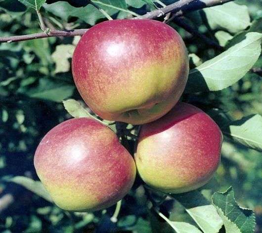 Assortiment de pommes Jonagold