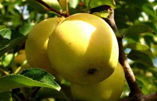 Golden Delicious variété de pommes