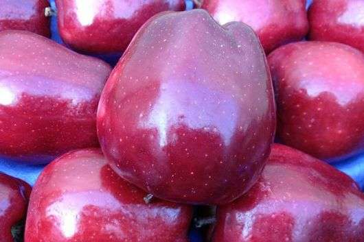 Apple Red Delicious variété