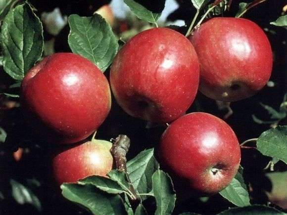Variété de pommes Idared