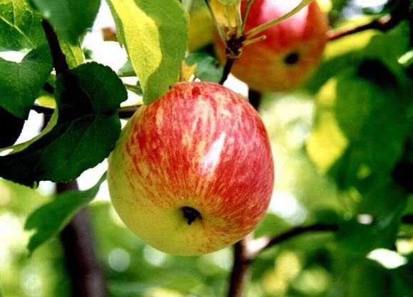 Variété de pommes Borovinka