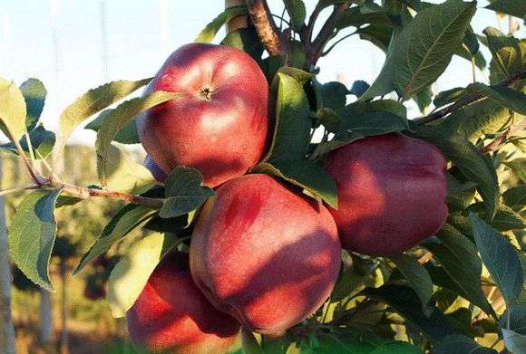 Variété de pommes aux pommes Red Chif