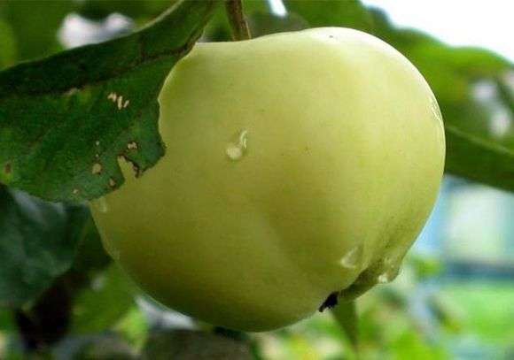 Qualité des pommes Remplissage blanc