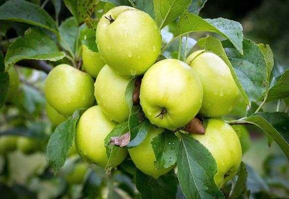 Variété de pommes Antonovka