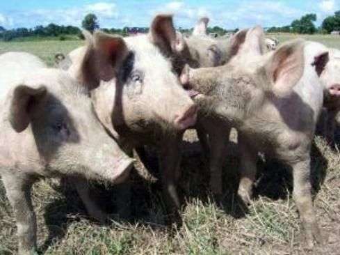 Lengraissement rapide des porcs