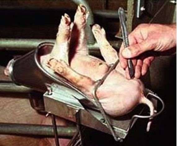Castration des verrats et besoin de porcs reproducteurs