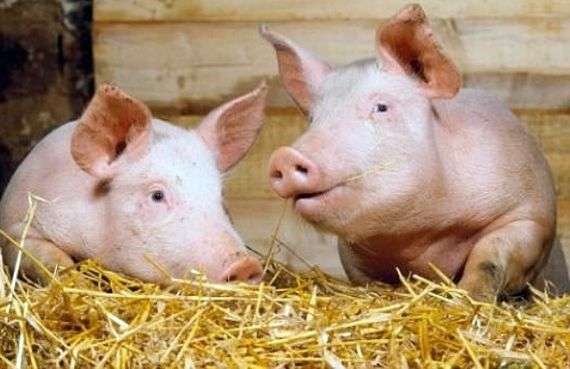 Porcs à lengrais Bacon et la particularité de ses périodes