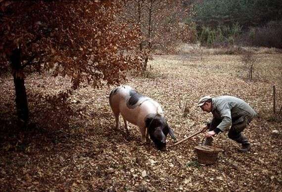 Faits intéressants sur les porcs
