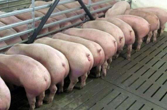 Comment lengraissement des porcs est il produit?