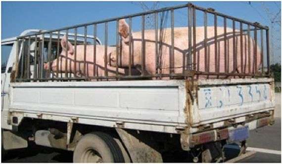 Règles pour le transport des porcs