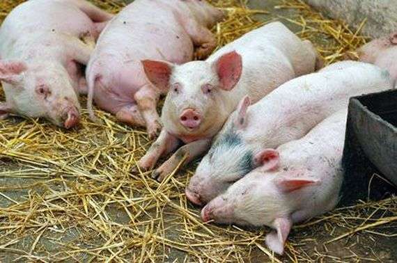 Maladies infectieuses des porcs