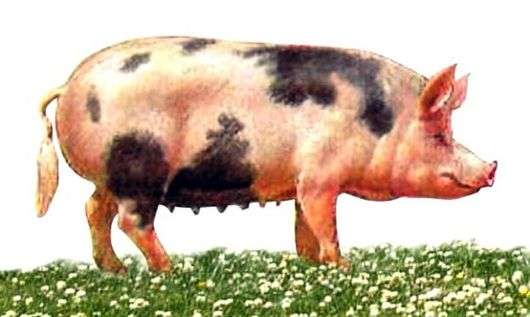 Race de cochons du nord du Caucase