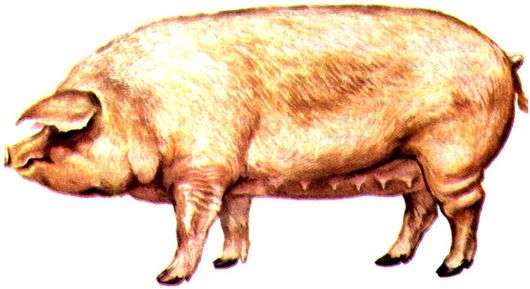 Urzhum race de cochons