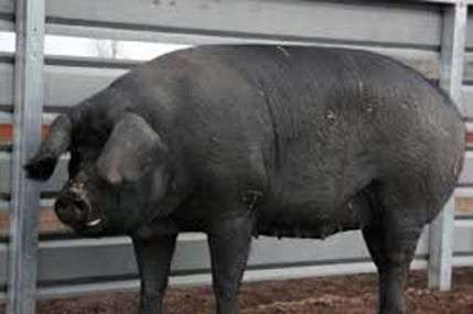 Gros cochons noirs