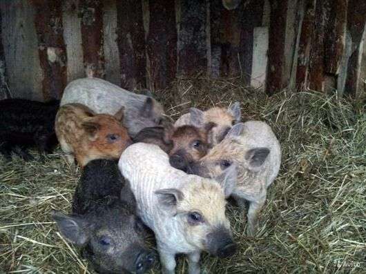 La race des cochons mangalitsa hongrois