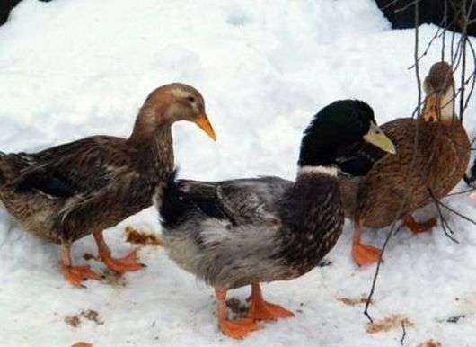 Race ukrainienne de canards