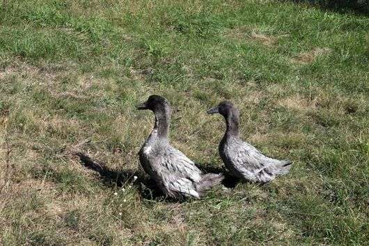 Race de canard Favorite Blue