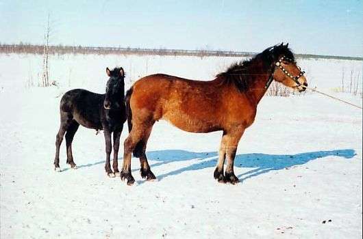 Mezenskaya race de chevaux