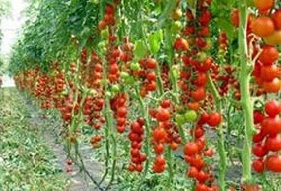 Sélection de variétés de tomates