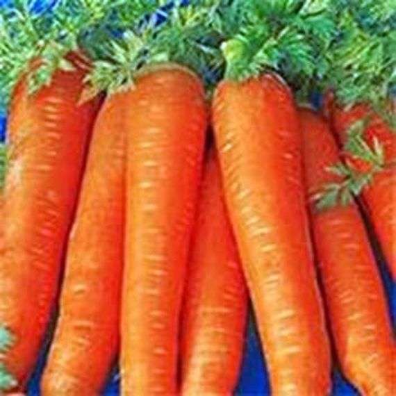 La carotte grandit et prend soin
