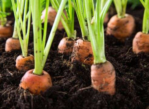 Plantation de carottes au printemps