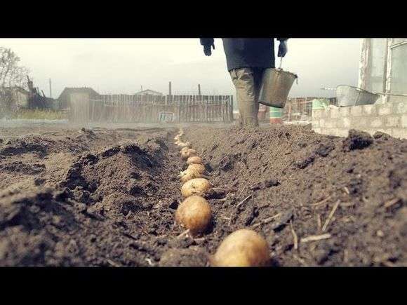 Engrais pour les pommes de terre lors de la plantation