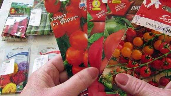 Culture et soin des tomates