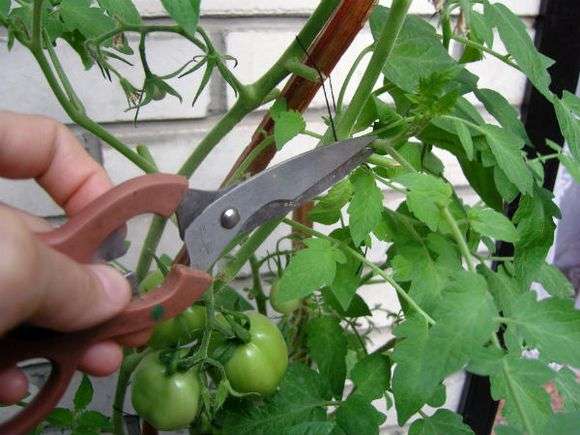 Comment couper les tomates dans une serre