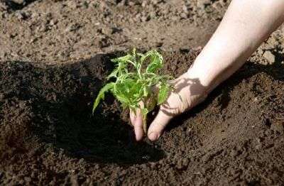 Planter des semis en pleine terre