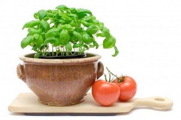 Fertiliser la tomate avec de la levure