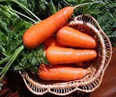 Récolte des betteraves et des carottes
