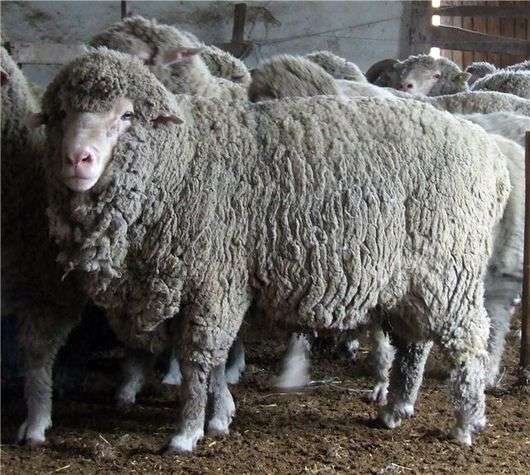 La race des moutons Prekos