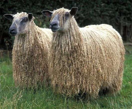 Race russe de moutons à poils longs