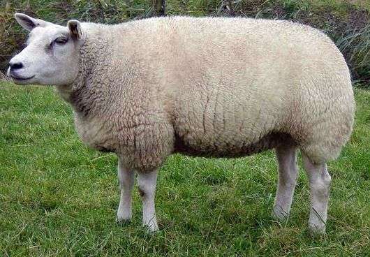 La race de mouton Texel