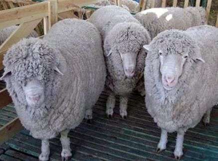 Kuibyshev race de moutons