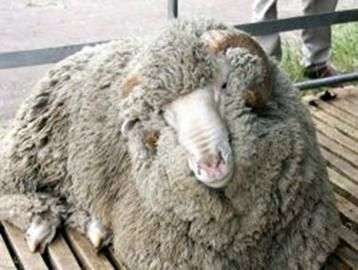 Altai race de moutons