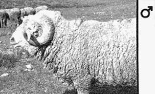 Races de moutons demi grossières