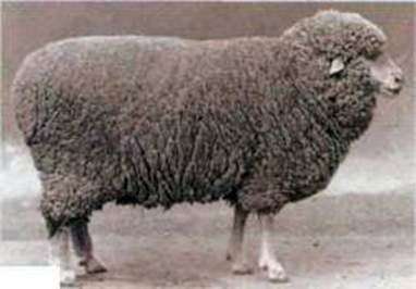 Volgograd race de moutons